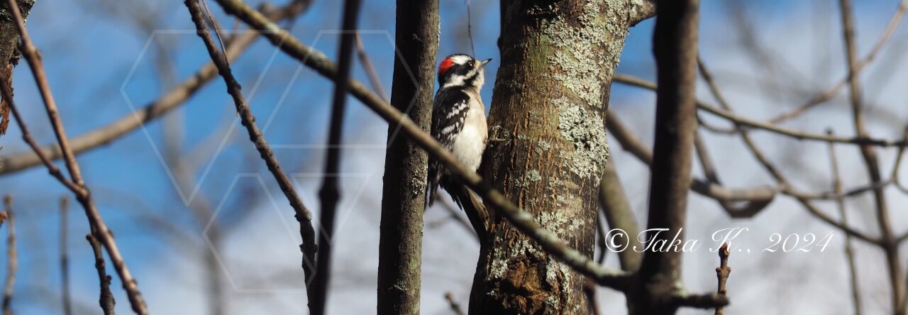 Boston Cover Woodpecker